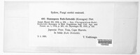 Image of Hamaspora rubi-sieboldii